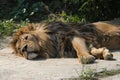 Asiatic lion (Panthera leo persica) Royalty Free Stock Photo