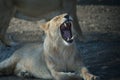 Asiatic lion Panthera leo persica in the Gir Sanctuary.