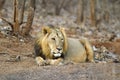 Asiatic Lion or Panthera leo persica, resting in the forest at Gir National Park Gujarat, India