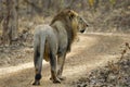 Asiatic Lion or Panthera leo persica, walking in the forest at Gir National Park Gujarat, India Royalty Free Stock Photo