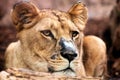 Asiatic Lion Portrait Royalty Free Stock Photo