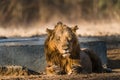 Asiatic Lion resting Royalty Free Stock Photo