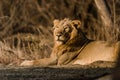 Asiatic Lion resting Royalty Free Stock Photo