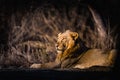 Asiatic Lion resting Royalty Free Stock Photo