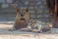 Asiatic Lion Resting on the Ground Royalty Free Stock Photo