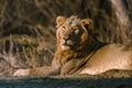 Asiatic Lion resting Royalty Free Stock Photo