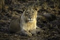 An Asiatic lion sitting majestically in the forest.