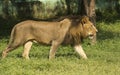 Asiatic Lion Walking