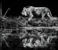 Asiatic lion walking by river in forest - Monochrome photo Royalty Free Stock Photo