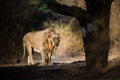 Asiatic Lion walking Royalty Free Stock Photo