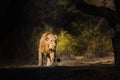 Asiatic Lion walking Royalty Free Stock Photo