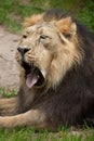 Asiatic lion (Panthera leo persica). Royalty Free Stock Photo