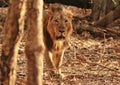 Asiatic Lion Royalty Free Stock Photo