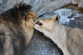 A male lion and a lioness socialising