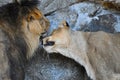 A male lion and a lioness socialising