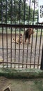 Asiatic lioness showing her sharp and powerful toooth