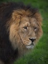 Asiatic Lions in Chester Royalty Free Stock Photo