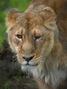 Asiatic Lions in Chester Royalty Free Stock Photo