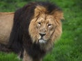Asiatic Lions in Chester Royalty Free Stock Photo