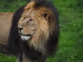 Asiatic Lions in Chester Royalty Free Stock Photo