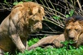 Asiatic Lions or Indian Lions Panthera leo leo Males Resting Royalty Free Stock Photo