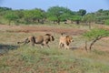 Asiatic Lions wlking in the field at Gir National park, India