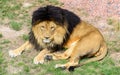 Asiatic male lion resting in the sun