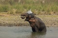 An Asiatic Male Elephant bathing in river Royalty Free Stock Photo