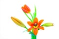 Asiatic or oriental lily buds and orange tulips in a glass vase against white background Royalty Free Stock Photo