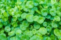 Asiatic Pennywort green plant