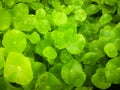 Asiatic pennywort leaves with water drops.