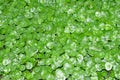 Asiatic Pennywort, is a plant that indicated in the treatment of diseases