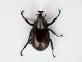 Asiatic rhinoceros beetle or coconut rhinoceros beetle against white background Royalty Free Stock Photo