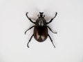 Asiatic rhinoceros beetle or coconut rhinoceros beetle against white background Royalty Free Stock Photo