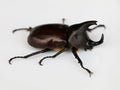 Asiatic rhinoceros beetle or coconut rhinoceros beetle against white background Royalty Free Stock Photo