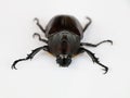 Asiatic rhinoceros beetle or coconut rhinoceros beetle against white background Royalty Free Stock Photo