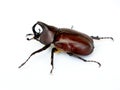 Asiatic rhinoceros beetle or coconut rhinoceros beetle against white background Royalty Free Stock Photo