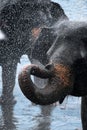 Asiatic small elephant having a bath in the river, Sri-Lanka
