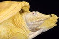 Asiatic softshell turtle, Amyda cartilaginea, albino