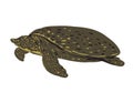 Asiatic Softshell Turtle or Southeast Asian Softshell Turtle Side View WPA Art