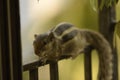 asiatic striped squirrel on the railing