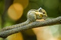 Asiatic striped squirrel