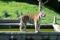 The asiatic tiger