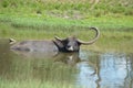 Asiatic Water Buffalo Royalty Free Stock Photo