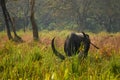 Asiatic Waterbuffalo at Kaziranga National Park . Beautiful landscape . Wallpaper .