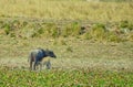 Asiatic Wild Buffalo with calf Royalty Free Stock Photo