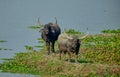 Asiatic wild buffalo