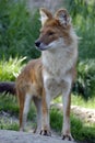Asiatic Wild Dog Royalty Free Stock Photo