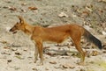 Asiatic wild dog