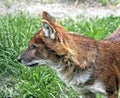 Asiatic wild dog 4 Royalty Free Stock Photo